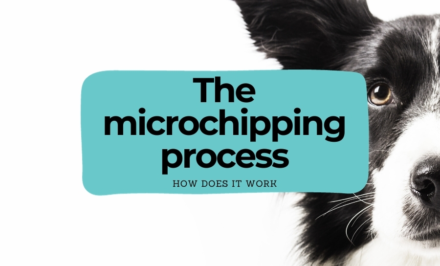 How does microchipping work?