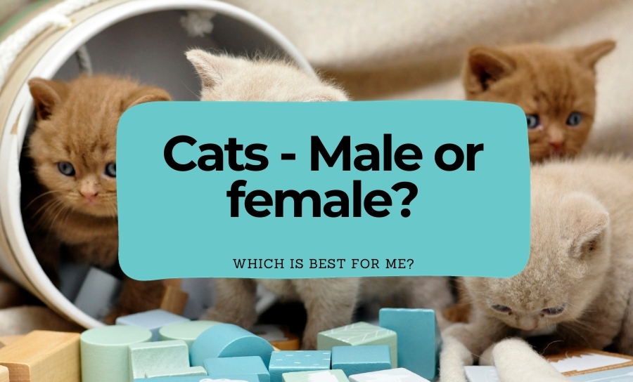 Should I buy a male or female cat?