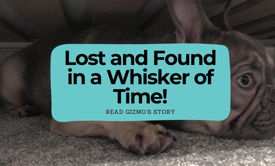 Lost and Found in a Whisker of Time!