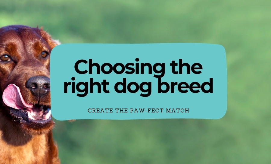 Paw-fect Match: 9 Top Tips In Choosing The Right Dog Breed For You