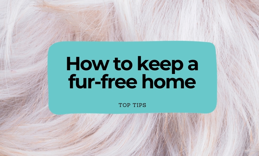 How to keep a fur-free home
