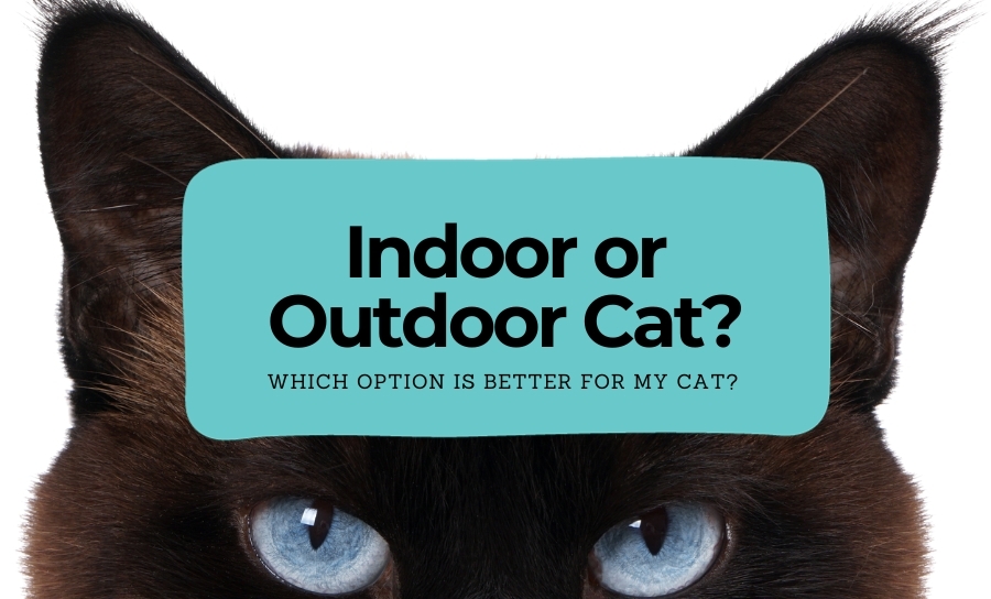 Indoor or Outdoor Cat?