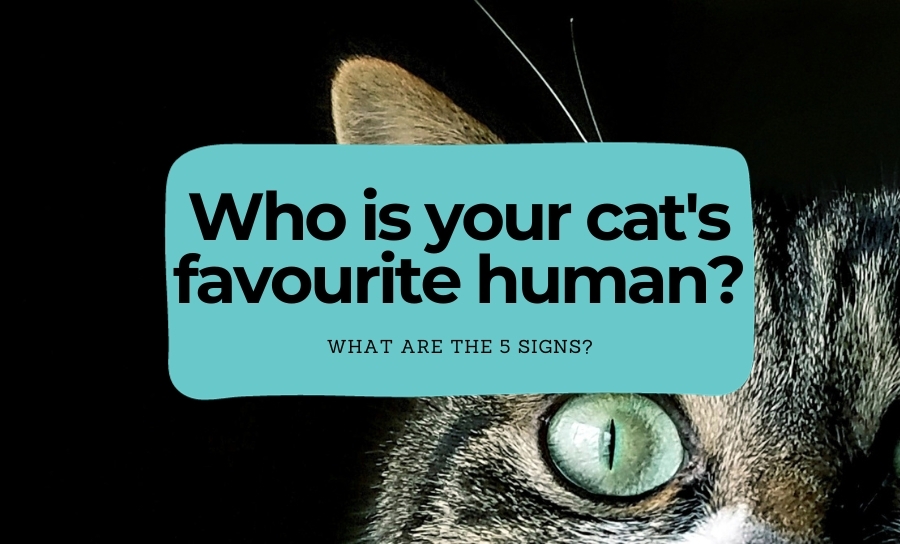 Who is your cat's favourite human?