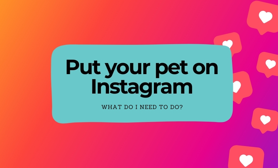Put your paws on the gram