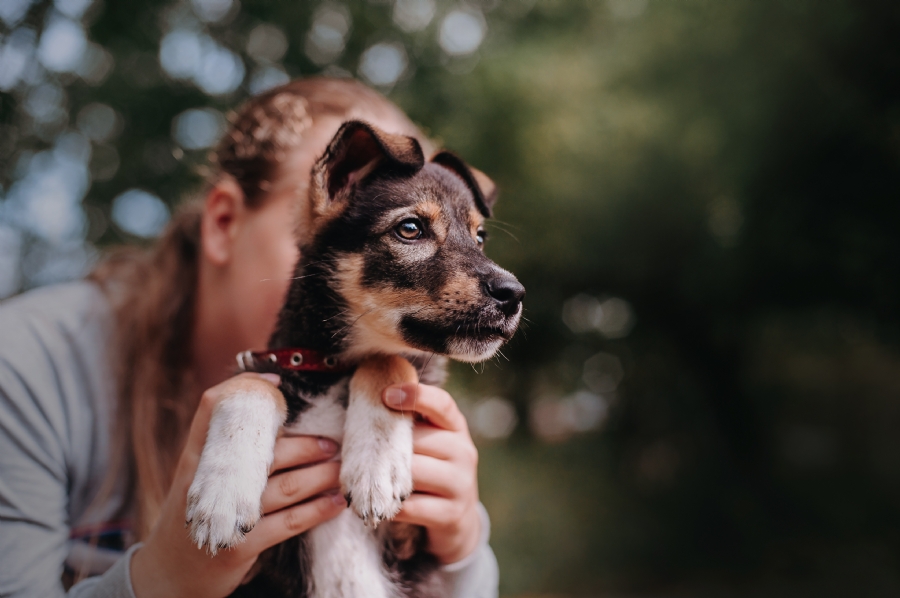 National Pets Reunited Day